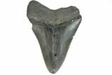 Serrated, Juvenile Megalodon Tooth - South Carolina #183101-1